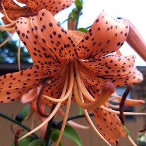 Meet your Posher, Tricia